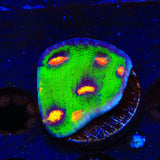 JF Raja Rampage Chalice Coral