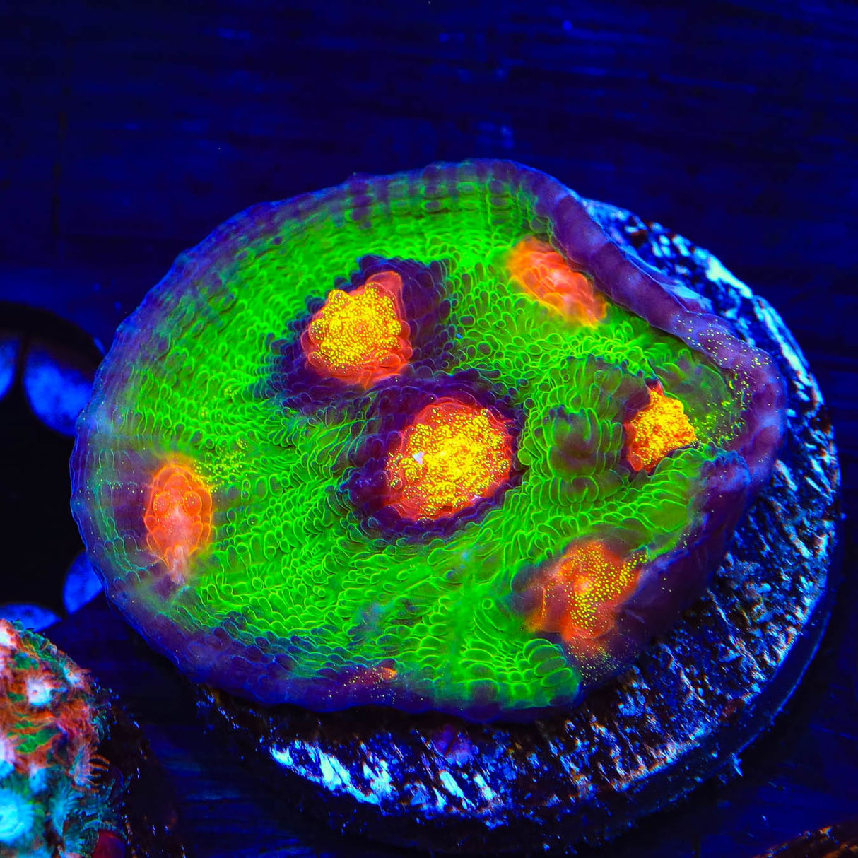 JF Raja Rampage Chalice Coral