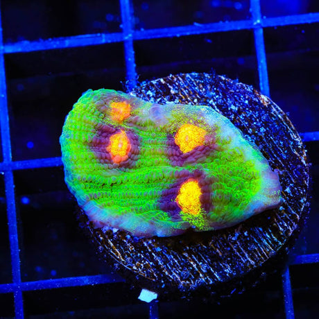 JF Raja Rampage Chalice Coral