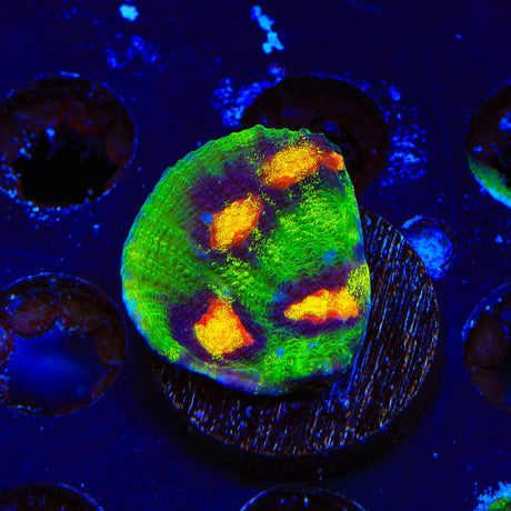 JF Raja Rampage Chalice Coral