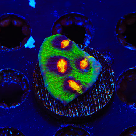 JF Raja Rampage Chalice Coral