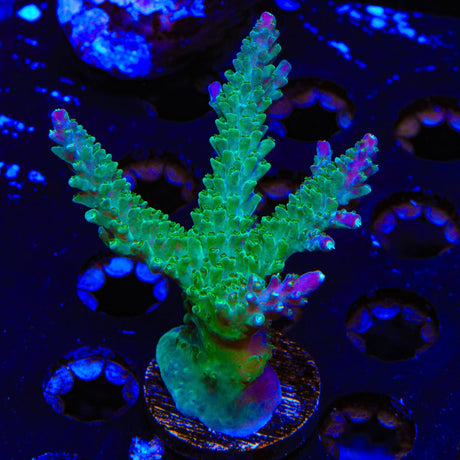JF Shocktart Acropora Colony Coral