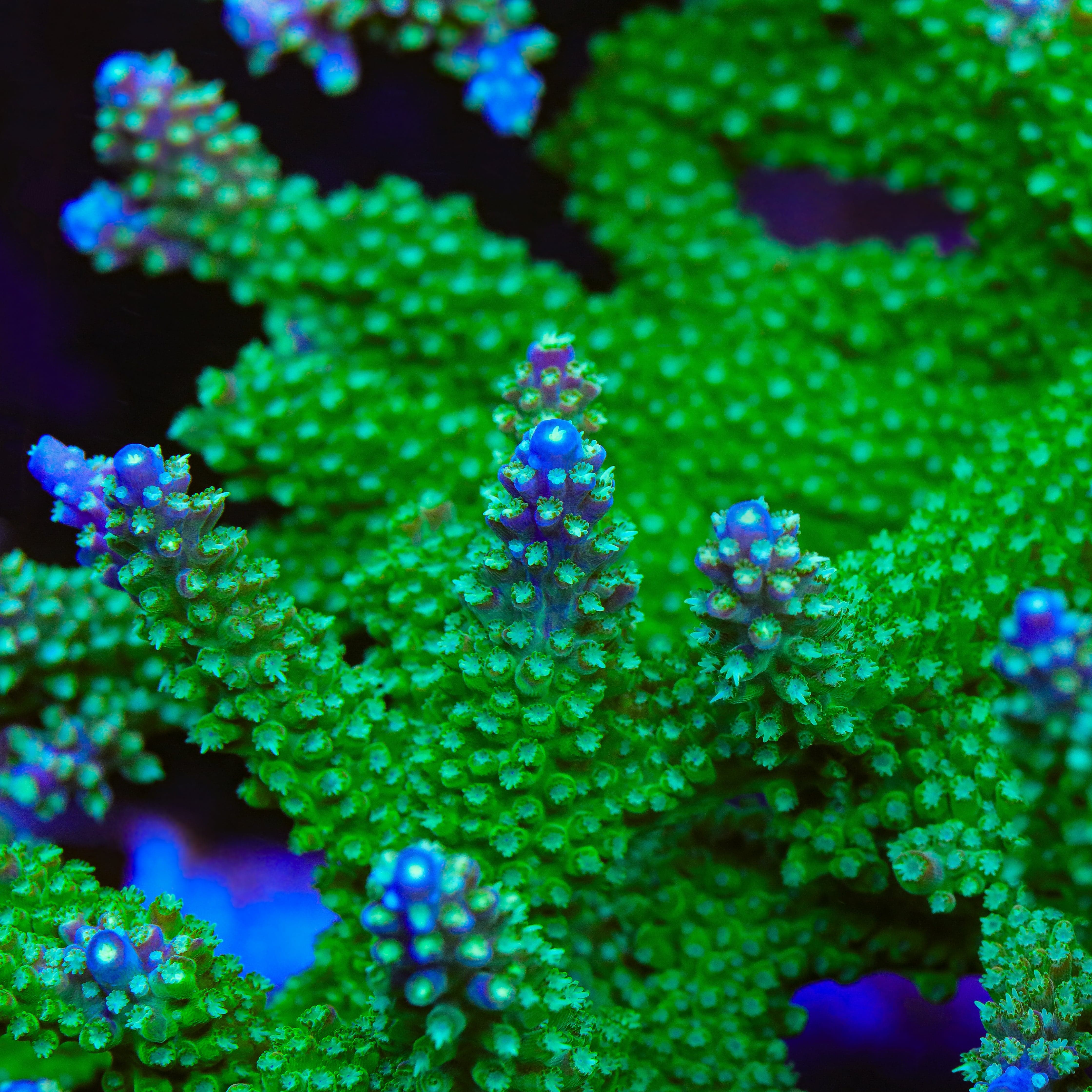 JF Shocktart Acropora Coral – Cut to Order – Top Shelf Aquatics
