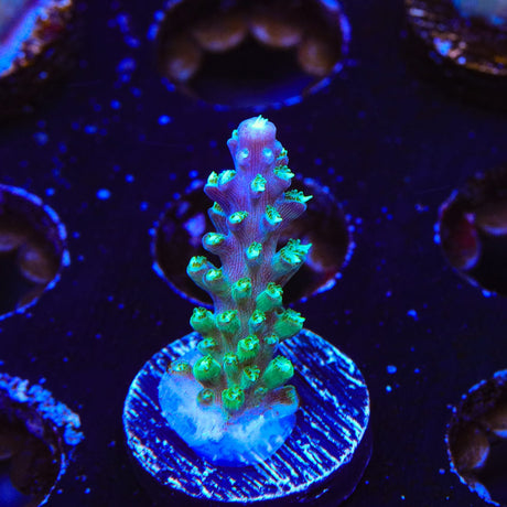 JF Shocktart Acropora Coral