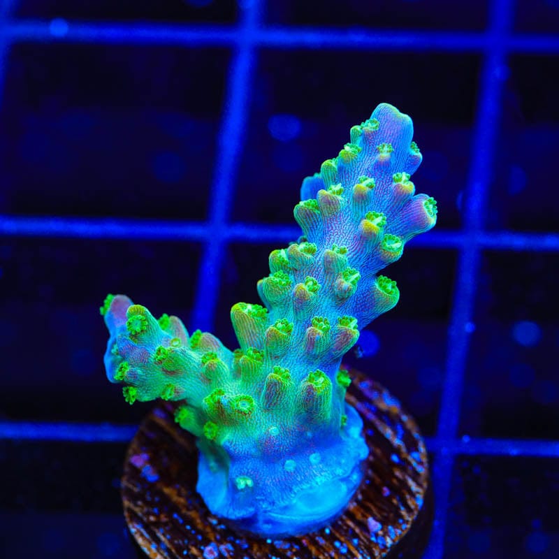 JF Shocktart Acropora Coral