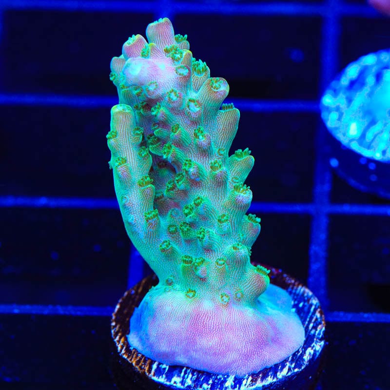 JF Shocktart Acropora Coral