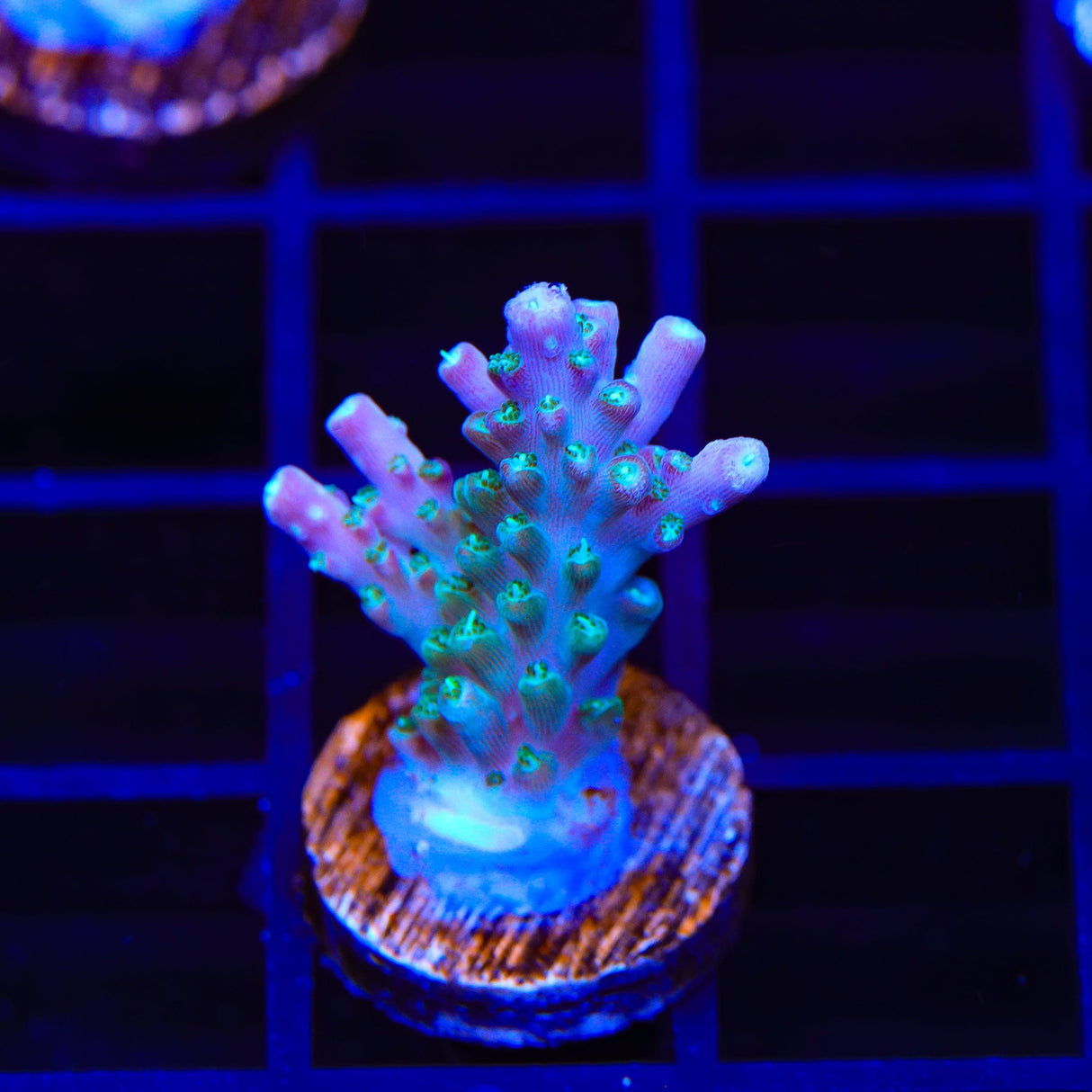 JF Shocktart Acropora Coral