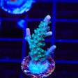 JF Shocktart Acropora Coral