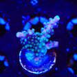 JF Shocktart Acropora Coral