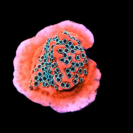 JF Silver Bullet Montipora Coral