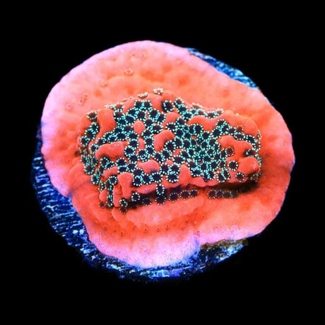 JF Silver Bullet Montipora Coral