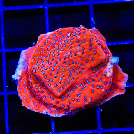 JF Silver Bullet Montipora Coral