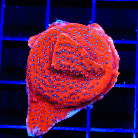 JF Silver Bullet Montipora Coral