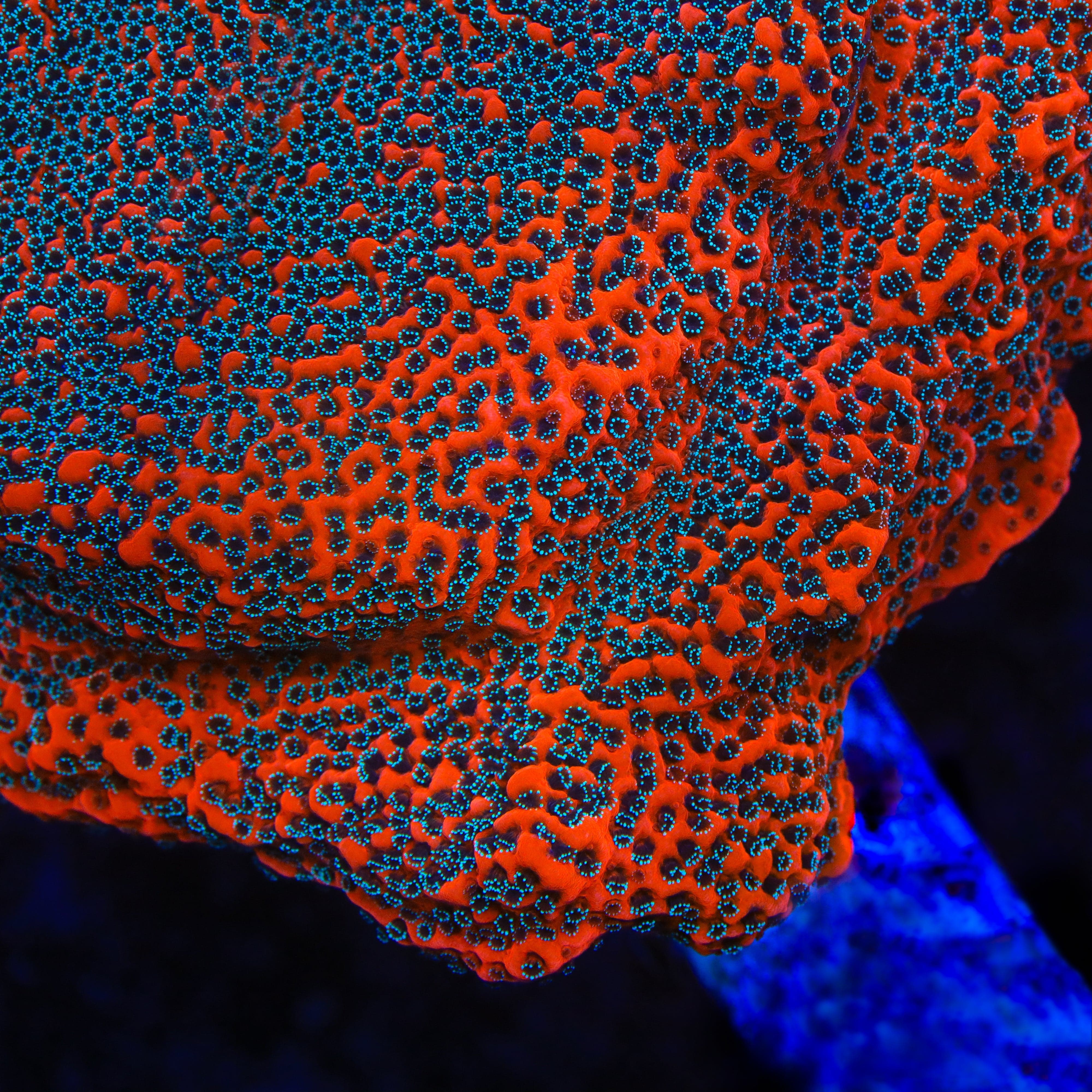 JF Silver Bullet Montipora Coral