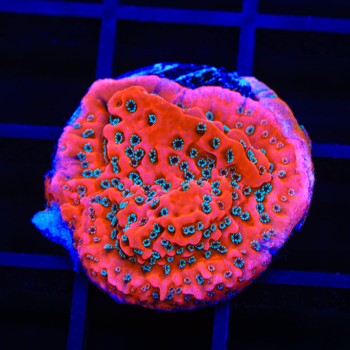 JF Silver Bullet Montipora Coral