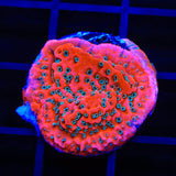 JF Silver Bullet Montipora Coral