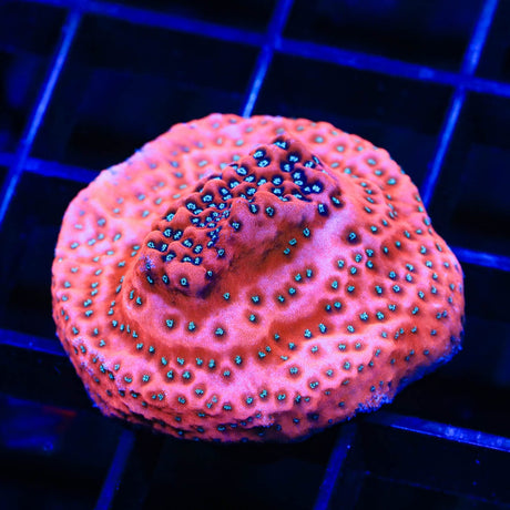 JF Silver Bullet Montipora Coral