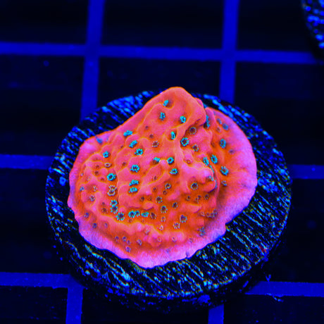 JF Silver Bullet Montipora Coral