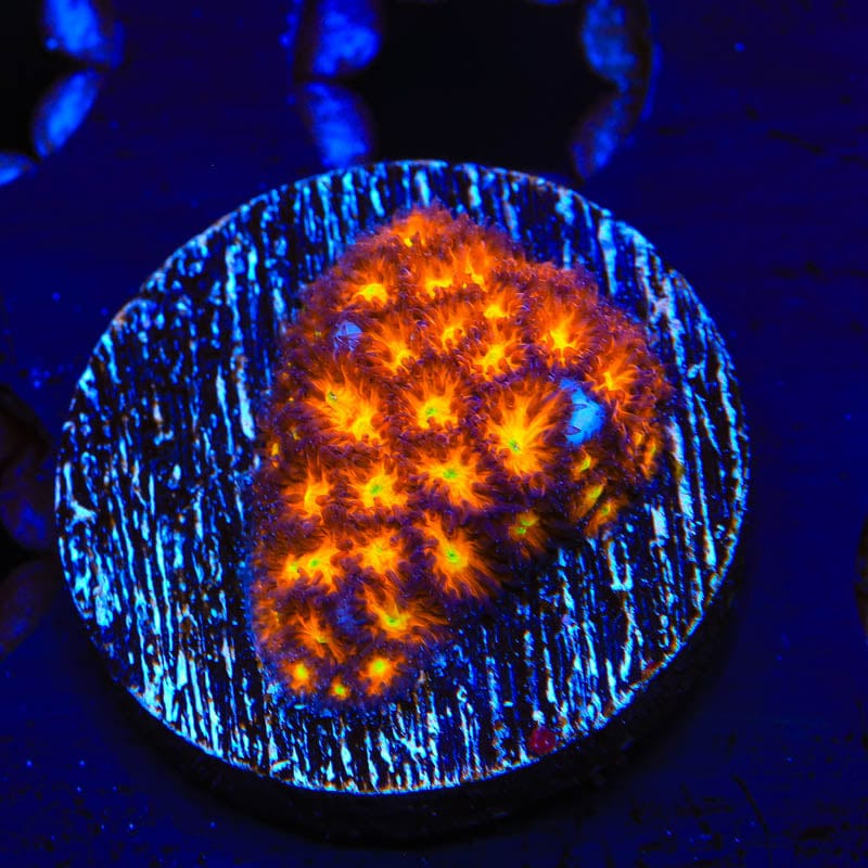 JF Spitfire Leptastrea Coral