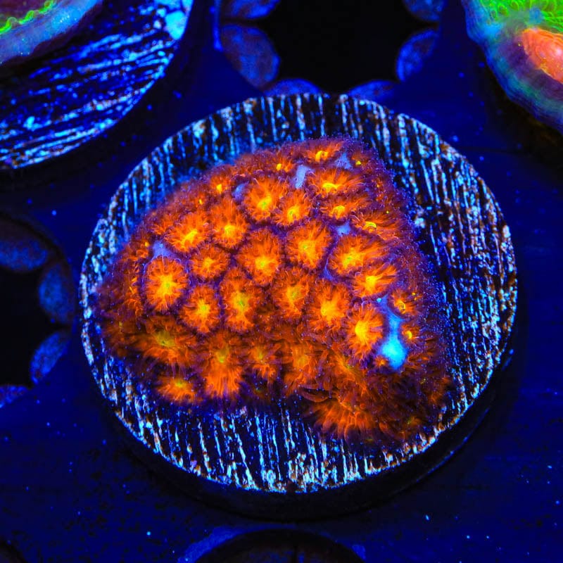 JF Spitfire Leptastrea Coral