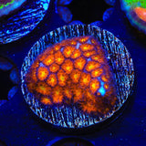 JF Spitfire Leptastrea Coral