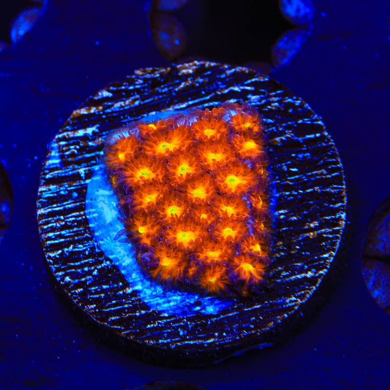 JF Spitfire Leptastrea Coral