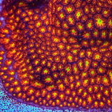 JF Spitfire Leptastrea Coral