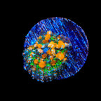 JF Sunkist Bounce Mushroom Coral
