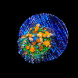 JF Sunkist Bounce Mushroom Coral