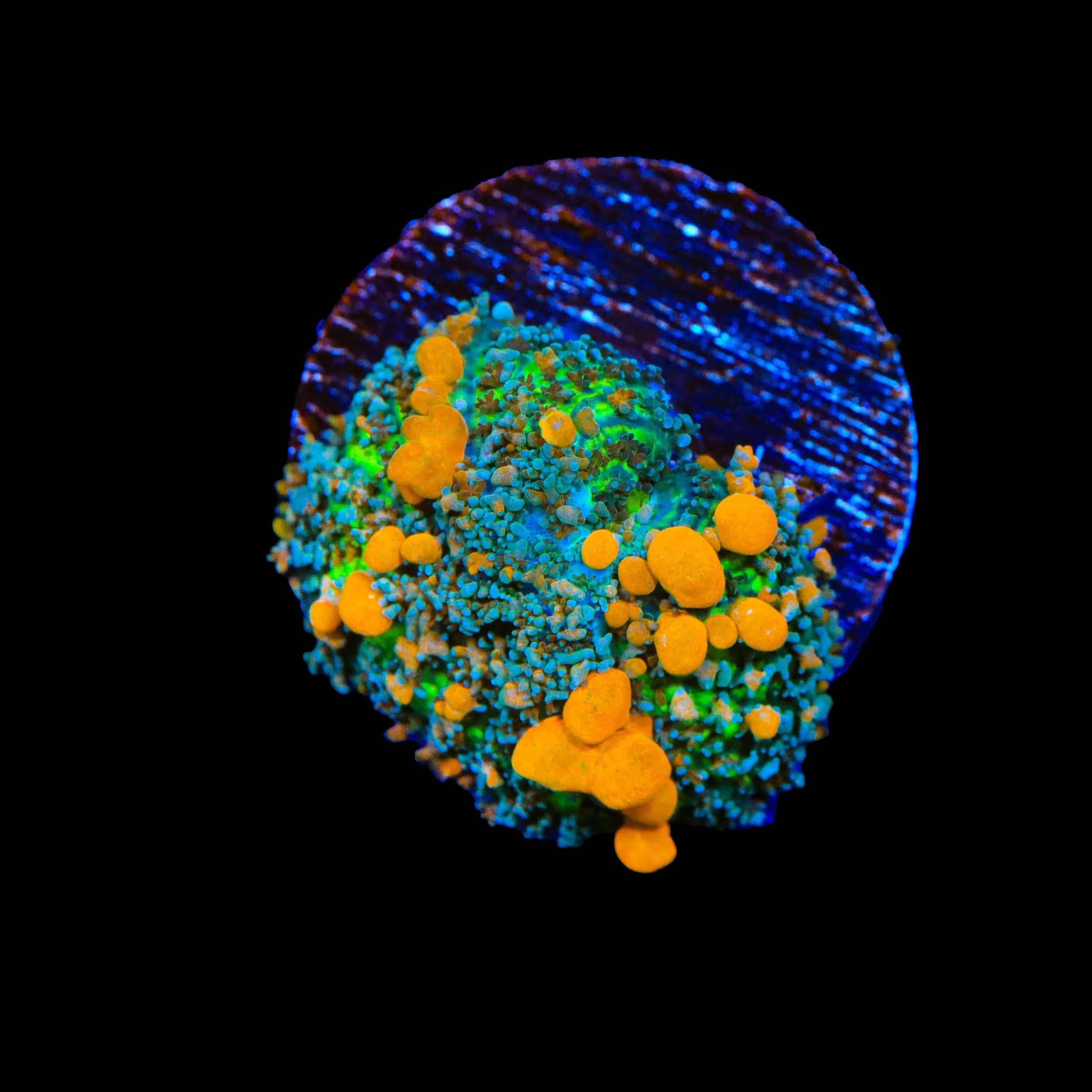 JF Sunkist Bounce Mushroom Coral