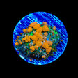 JF Sunkist Bounce Mushroom Coral