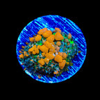 JF Sunkist Bounce Mushroom Coral