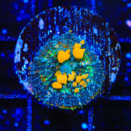 JF Sunkist Bounce Mushroom Coral