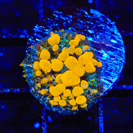 JF Sunkist Bounce Mushroom Coral