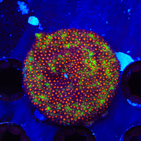 JF Sunset Stylocoeniella Coral