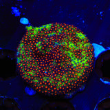 JF Sunset Stylocoeniella Coral