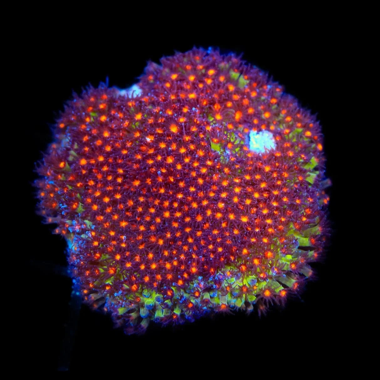 JF Sunset Stylocoeniella Coral – Top Shelf Aquatics