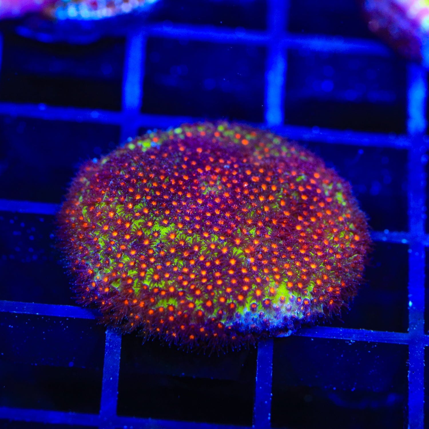 JF Sunset Stylocoeniella Coral – Top Shelf Aquatics