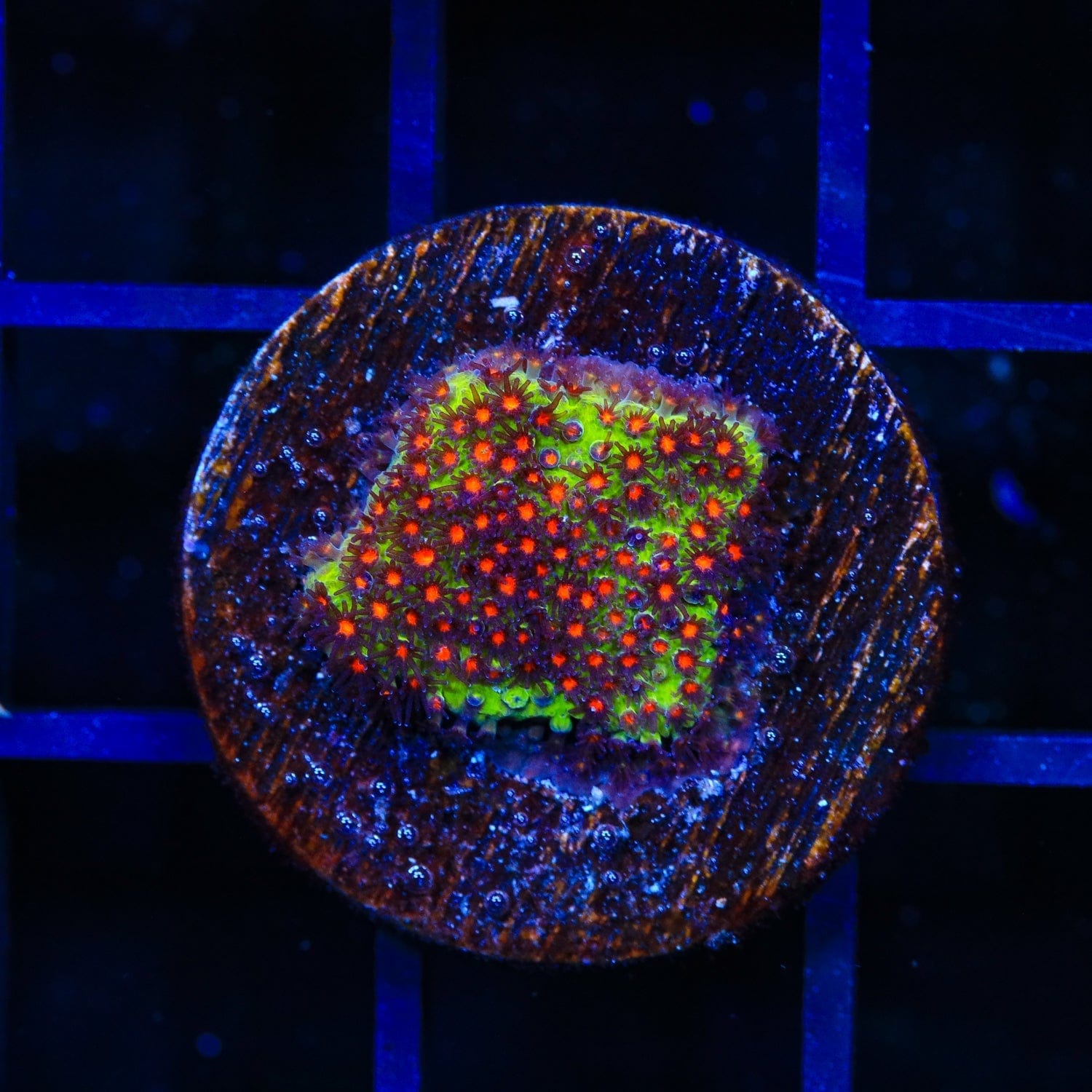 JF Sunset Stylocoeniella Coral – Top Shelf Aquatics