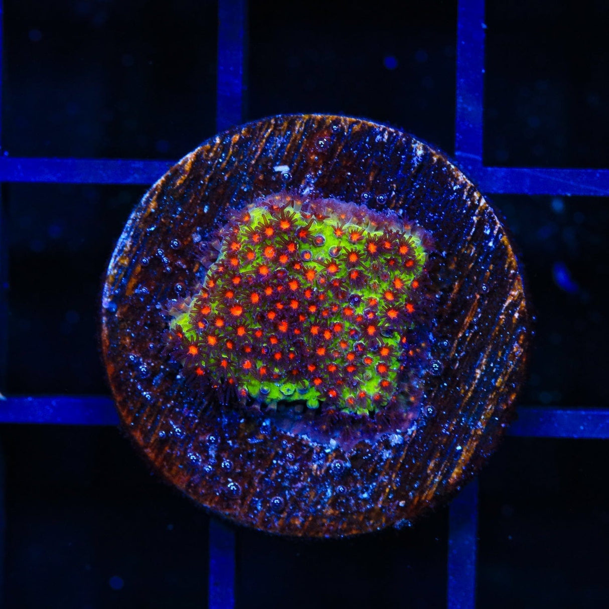 JF Sunset Stylocoeniella Coral