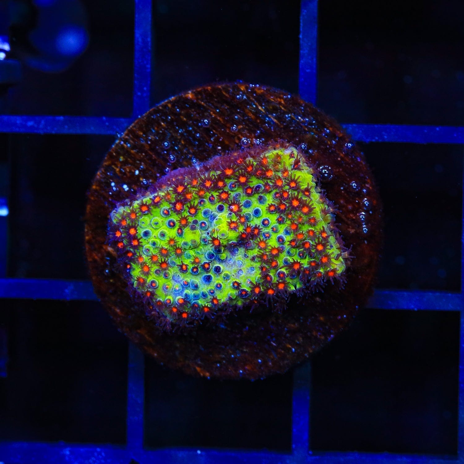 JF Sunset Stylocoeniella Coral – Top Shelf Aquatics