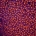 JF Sunset Stylocoeniella Coral