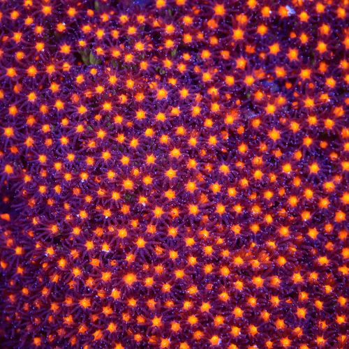 JF Sunset Stylocoeniella Coral