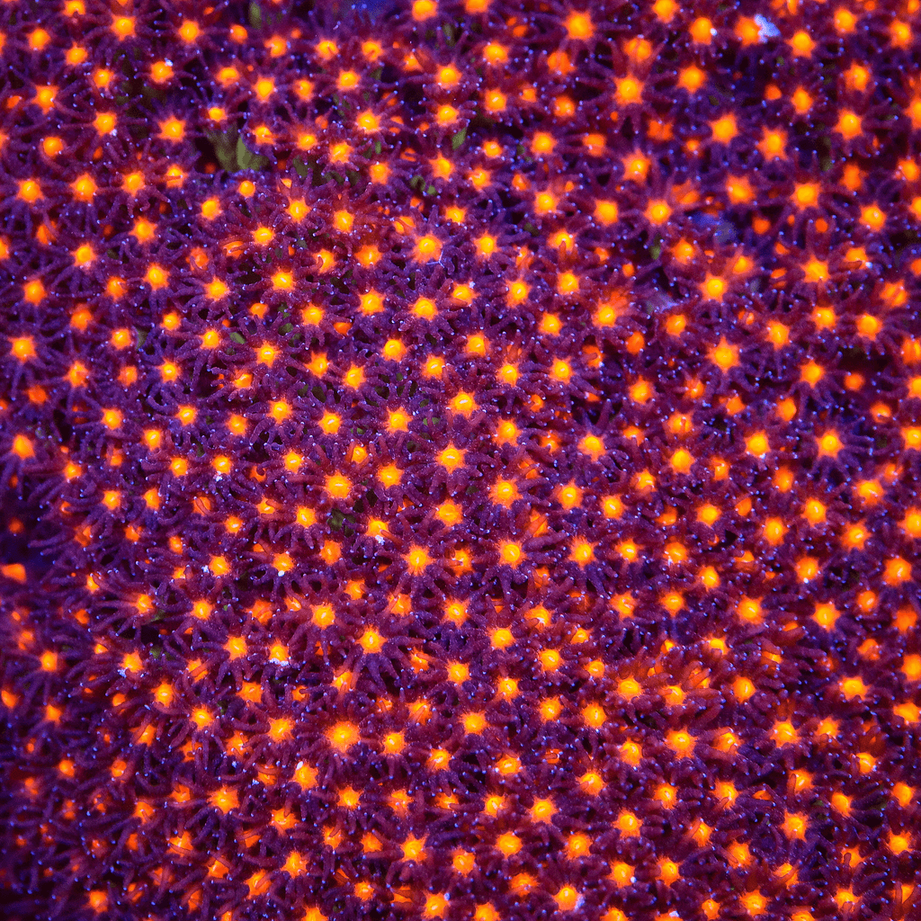 JF Sunset Stylocoeniella Coral