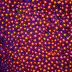 JF Sunset Stylocoeniella Coral