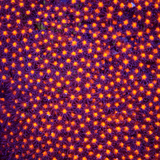 JF Sunset Stylocoeniella Coral