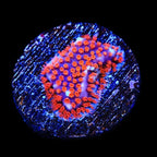 JF Superman Stylocoeniella Coral