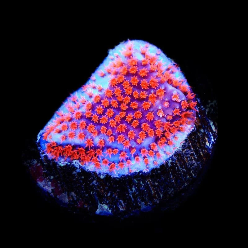 JF Superman Stylocoeniella Coral