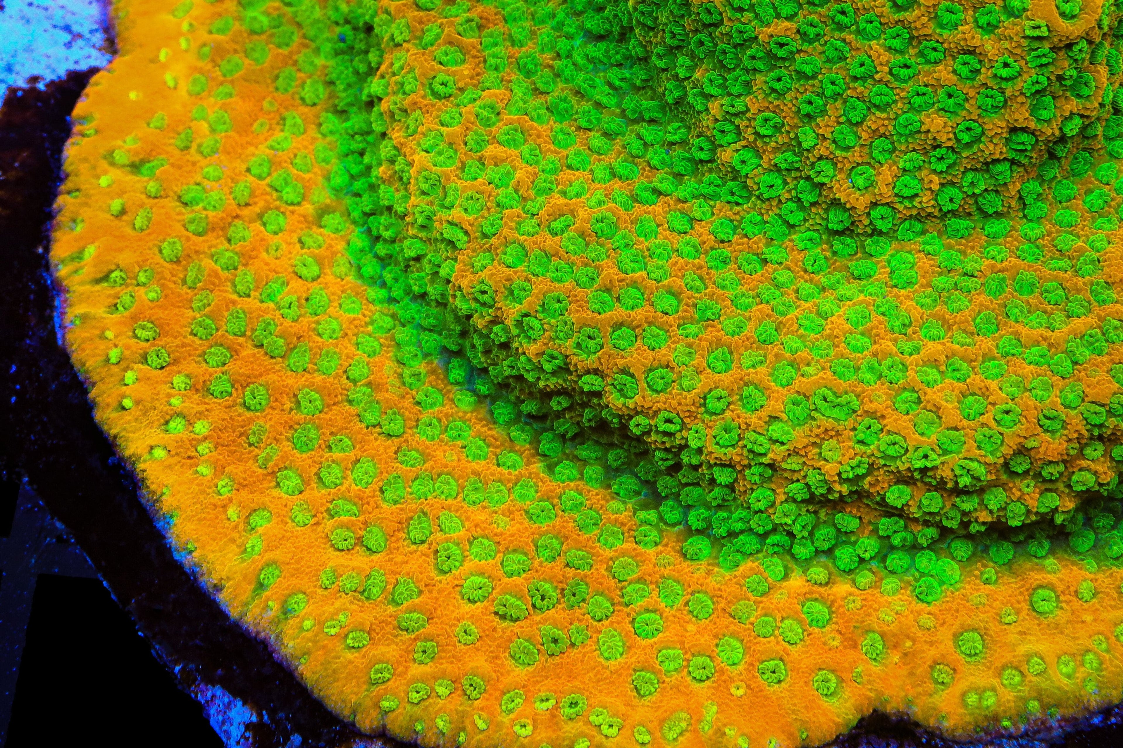 JF Sweet Tooth Montipora Cap Coral