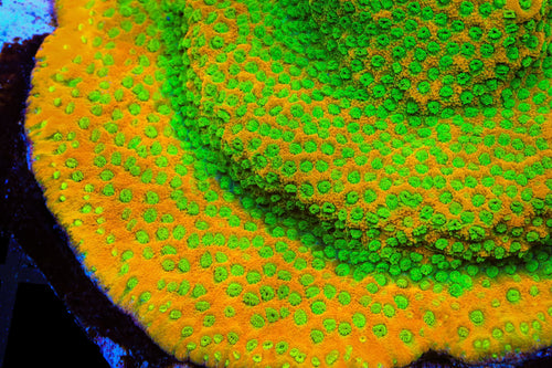 JF Sweet Tooth Montipora Cap Coral